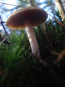 Mushroom in the woods